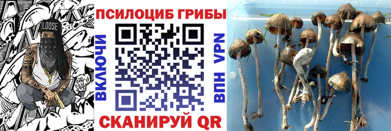 МЕГА зеркало  Павловск  Галлюциногенные грибы Cubensis  где купить наркоту 